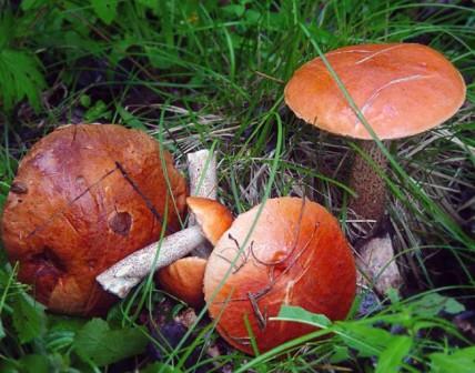    Leccinum rufum (Leccinum aumntiacum)